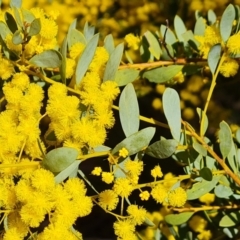 Acacia buxifolia subsp. buxifolia at Farrer, ACT - 13 Sep 2022 03:24 PM