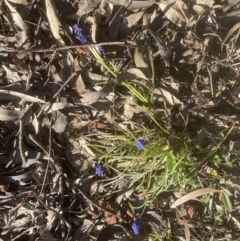 Muscari armeniacum (Grape Hyacinth) at Aranda, ACT - 13 Sep 2022 by lbradley