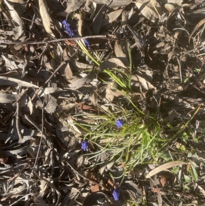 Muscari armeniacum (Grape Hyacinth) at Aranda Bushland - 13 Sep 2022 by lbradley