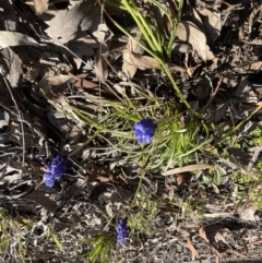 Muscari armeniacum at Aranda, ACT - 13 Sep 2022 04:27 PM