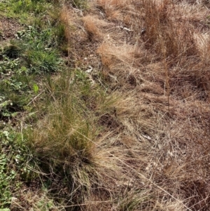 Nassella trichotoma at Hackett, ACT - 13 Sep 2022