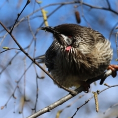 Anthochaera carunculata at Greenway, ACT - 13 Sep 2022