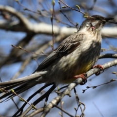 Anthochaera carunculata at Greenway, ACT - 13 Sep 2022