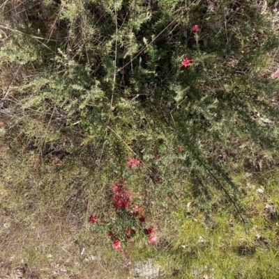 Grevillea lanigera (Woolly Grevillea) at Hackett, ACT - 13 Sep 2022 by waltraud