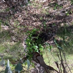 Lonicera japonica (Japanese Honeysuckle) at Mount Majura - 13 Sep 2022 by waltraud