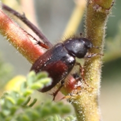 Heteronyx dimidiatus (Dimidiatus scarab beetle) at Murrumbateman, NSW - 11 Sep 2022 by SimoneC