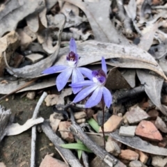 Cyanicula caerulea (Blue Fingers, Blue Fairies) at Point 751 - 13 Sep 2022 by KMcCue