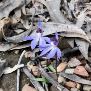 Caladenia caerulea at Undefined Area - suppressed