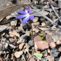 Cyanicula caerulea at Undefined Area - suppressed