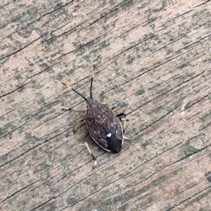 Poecilometis sp. (genus) at Aranda, ACT - 12 Sep 2022