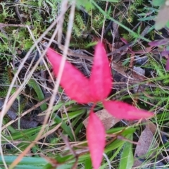 Unidentified Plant at Jerrabomberra, NSW - 12 Sep 2022 by SteveWhan