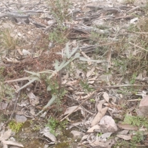 Brachychiton populneus at Queanbeyan, NSW - 17 Jul 2022