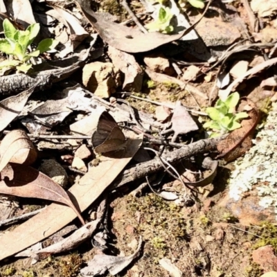 Erina hyacinthina (Varied Dusky-blue) at Gossan Hill - 13 Sep 2022 by KMcCue