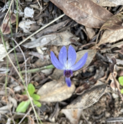 Cyanicula caerulea (Blue Fingers, Blue Fairies) at GG291 - 13 Sep 2022 by JVR