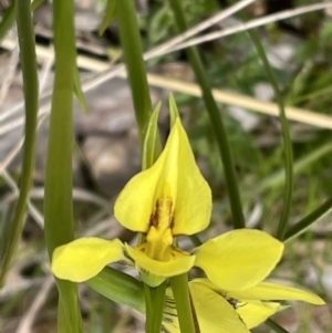 Diuris chryseopsis at Throsby, ACT - 12 Sep 2022