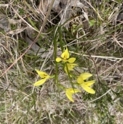 Diuris chryseopsis at Throsby, ACT - suppressed