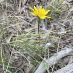 Microseris walteri (Yam Daisy, Murnong) at Sutton, NSW - 12 Sep 2022 by JVR