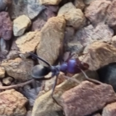 Iridomyrmex purpureus (Meat Ant) at Bungendore, NSW - 11 Sep 2022 by clarehoneydove