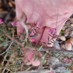 Lissanthe strigosa subsp. subulata at Bungendore, NSW - 10 Sep 2022