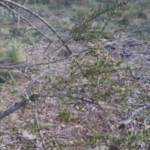 Bursaria spinosa subsp. lasiophylla at Bungendore, NSW - 11 Sep 2022