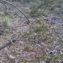 Bursaria spinosa subsp. lasiophylla (Australian Blackthorn) at Bungendore, NSW - 11 Sep 2022 by clarehoneydove