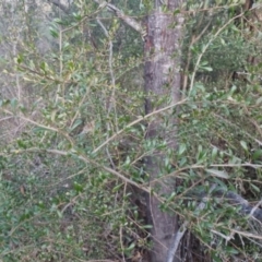 Bursaria spinosa subsp. lasiophylla at Bungendore, NSW - 11 Sep 2022