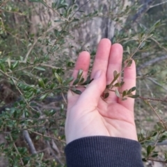 Bursaria spinosa subsp. lasiophylla at Bungendore, NSW - 11 Sep 2022