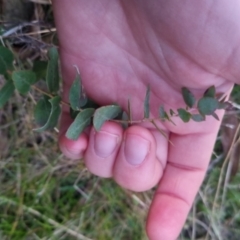 Eucalyptus bridgesiana (Apple Box) at QPRC LGA - 11 Sep 2022 by clarehoneydove