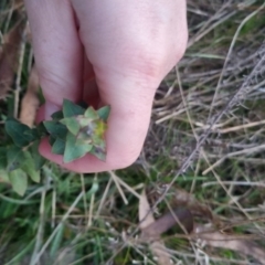 Eucalyptus bridgesiana at Bungendore, NSW - 11 Sep 2022