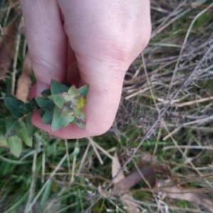 Eucalyptus bridgesiana at Bungendore, NSW - 11 Sep 2022