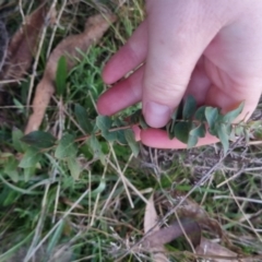 Eucalyptus bridgesiana at Bungendore, NSW - 11 Sep 2022 05:44 PM