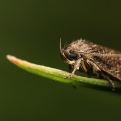 Leistomorpha brontoscopa (A concealer moth) at Murrumbateman, NSW - 13 Sep 2022 by amiessmacro