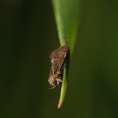Leistomorpha brontoscopa at Murrumbateman, NSW - 13 Sep 2022