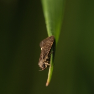 Leistomorpha brontoscopa at Murrumbateman, NSW - 13 Sep 2022 05:17 PM