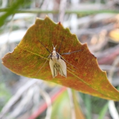 Unidentified Tiger moth (Arctiinae) at Murrumbateman, NSW - 13 Sep 2022 by SimoneC