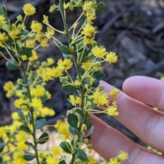 Acacia acinacea (Gold Dust Wattle) at Barnawartha, VIC - 12 Sep 2022 by Darcy