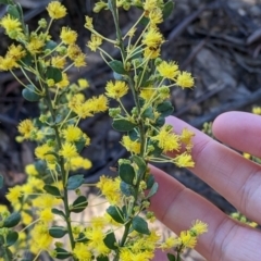 Acacia acinacea at Barnawartha, VIC - 13 Sep 2022 09:16 AM