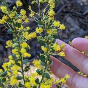 Acacia acinacea at Barnawartha, VIC - 13 Sep 2022 09:16 AM