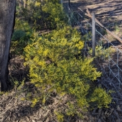 Acacia acinacea at Barnawartha, VIC - 13 Sep 2022 09:16 AM