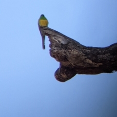 Psephotus haematonotus (Red-rumped Parrot) at Barnawartha, VIC - 12 Sep 2022 by Darcy