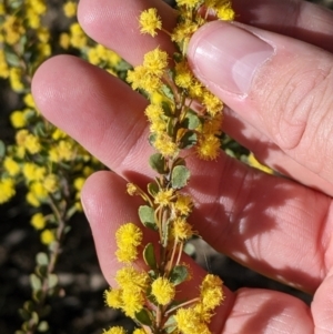 Acacia acinacea at Barnawartha, VIC - 13 Sep 2022 10:21 AM