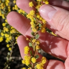Acacia acinacea (Gold Dust Wattle) at Barnawartha, VIC - 13 Sep 2022 by Darcy