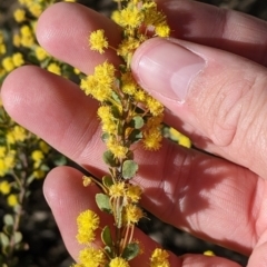 Acacia acinacea at Barnawartha, VIC - 13 Sep 2022 10:21 AM