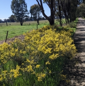 Acacia acinacea at Barnawartha, VIC - 13 Sep 2022 10:21 AM