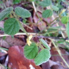 Pomaderris betulina (TBC) at suppressed - 3 Sep 2022 by MaartjeSevenster