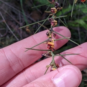 Daviesia genistifolia at Chiltern, VIC - 13 Sep 2022