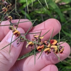 Daviesia genistifolia at Chiltern, VIC - 13 Sep 2022 10:32 AM