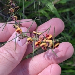 Daviesia genistifolia at Chiltern, VIC - 13 Sep 2022 10:32 AM