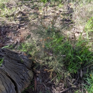 Daviesia genistifolia at Chiltern, VIC - 13 Sep 2022 10:32 AM