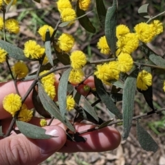 Acacia verniciflua (Varnish Wattle) at Chiltern-Mt Pilot National Park - 13 Sep 2022 by Darcy